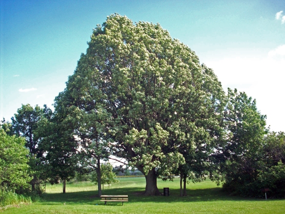 Our Oak Tree